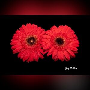 Red Gerbera Daisy Floral Print 8x10
